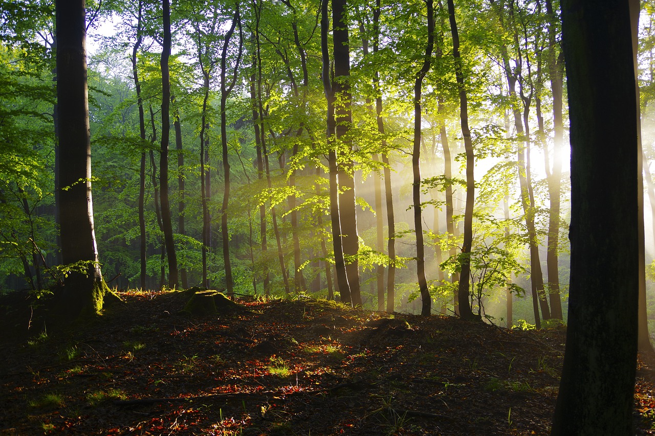 Mastering the Art of Painting Trees in Front Light